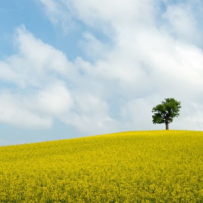 Bild vergr&ouml;&szlig;ern: Baum auf Rapsfeld